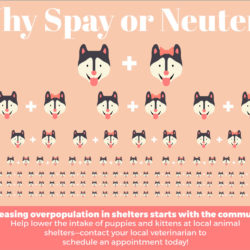 February is Spay/Neuter Awareness Month!