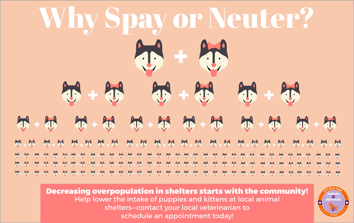 February is Spay/Neuter Awareness Month! El Paso Animal Services