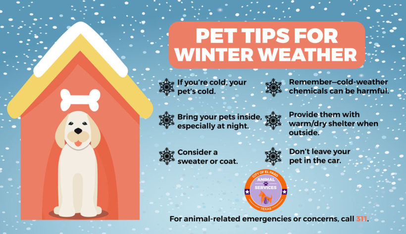 Press Release: Animal Services Reminds Public to Keep Pets Safe During Cold Spells