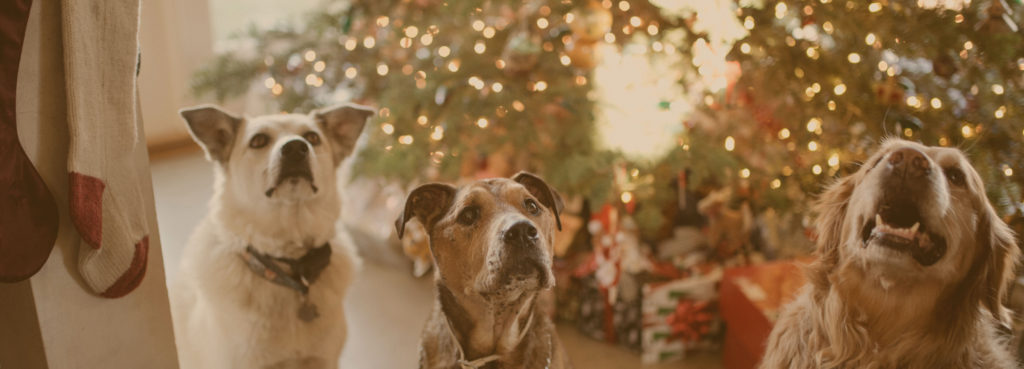 i need a temporary home for my dog near me