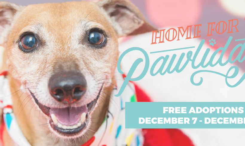 Press Release-Home for the Pawlidays