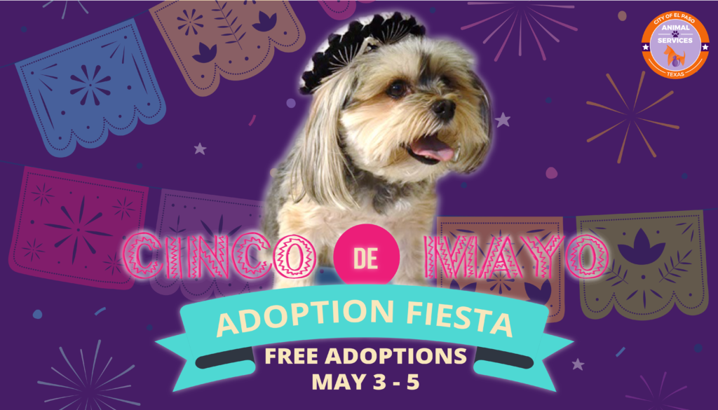 Press ReleaseAnimal Services Hosts Cinco de Mayo Adoption Fiesta, Free