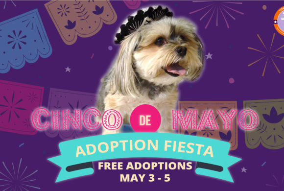 Press Release-Animal Services Hosts Cinco de Mayo Adoption Fiesta, Free Pet Adoptions All Weekend