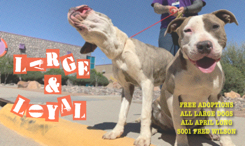 Press Release-Free Adoptions for Large & Loyal Dogs