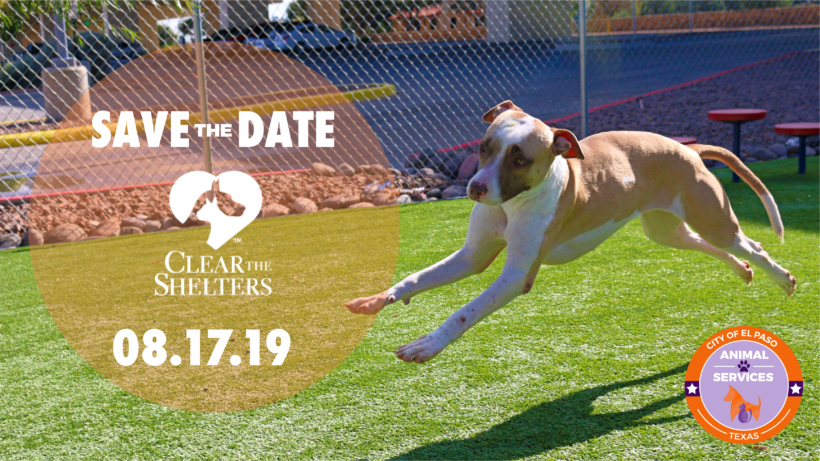 Press Release: Animal Services to “Clear the Shelters” this Saturday with Free Pet Adoptions