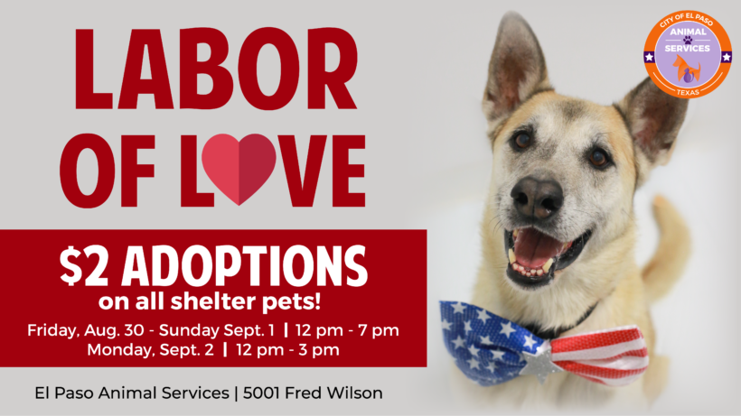 Press Release: Animal Services Hosts “Labor of Love” Special Featuring $2 Adoptions