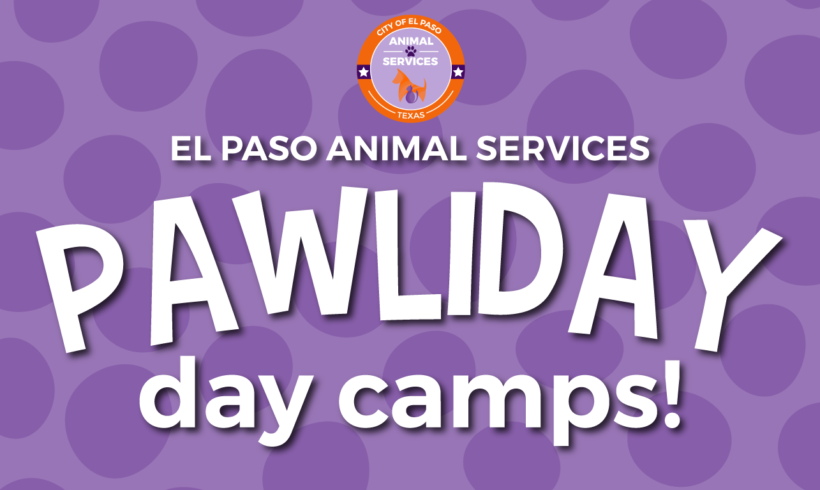 Barksgiving Day Camp