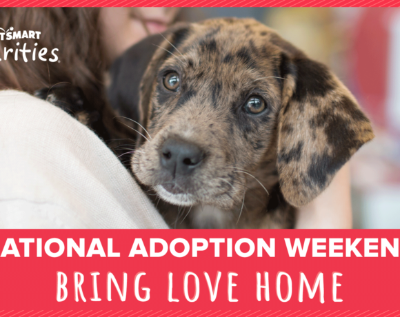 petsmart adoption events