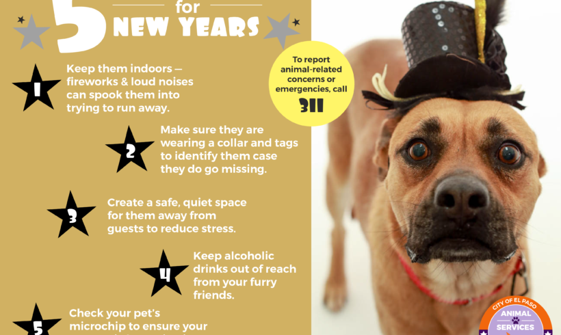 5 Pet Safety Tips for New Years