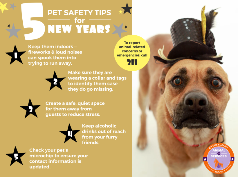 Start the New Year on the Right Paw