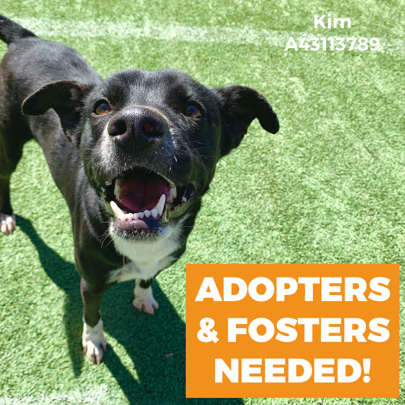 COVID-19 Response: WE NEED ADOPTERS & FOSTERS