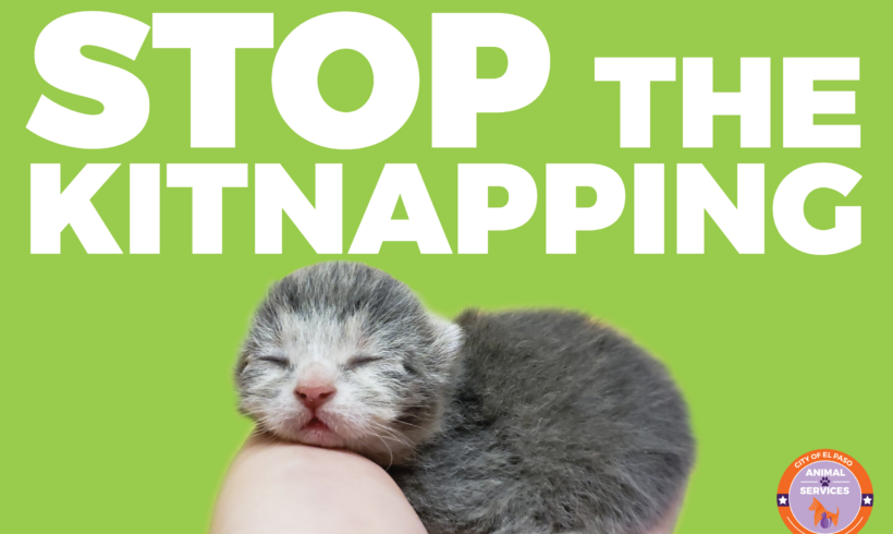 Press Release: Animal Services Takes Stand to “Stop the Kit-napping”