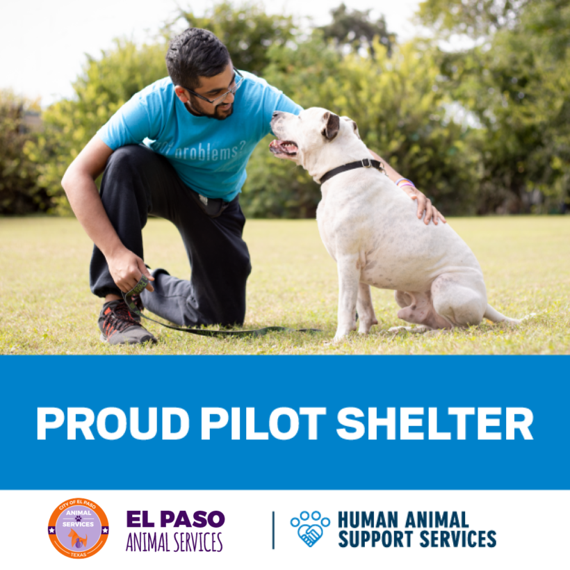 Press Release: Animal Services Joins National Pilot Aimed at Keeping Pets Home