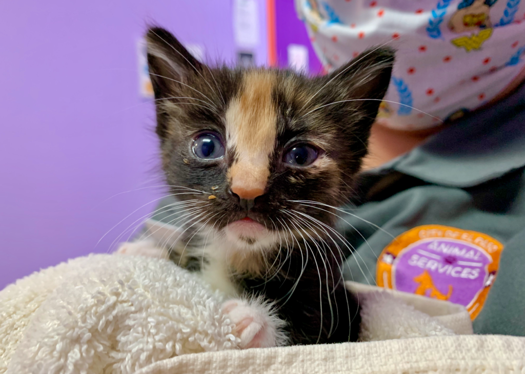 Community Cats El Paso Animal Services