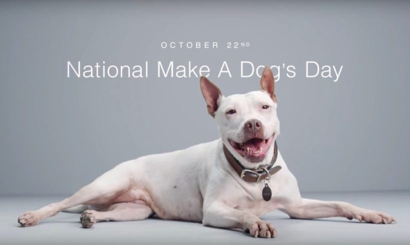 Subaru Make a Dog’s Day Offsite Adoptions
