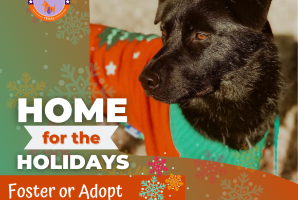 Press Release: El Paso Urged to Foster for the Holidays as Shelter Kennels Fill Up