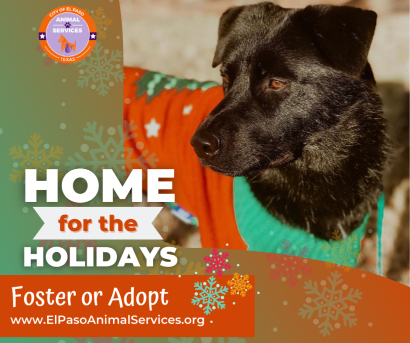 Press Release: El Paso Urged to Foster for the Holidays as Shelter Kennels Fill Up