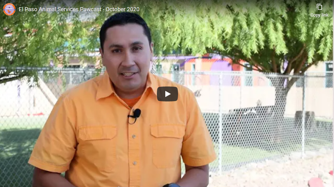 Video: El Paso Animal Services Pawcast October 2020 - El ...