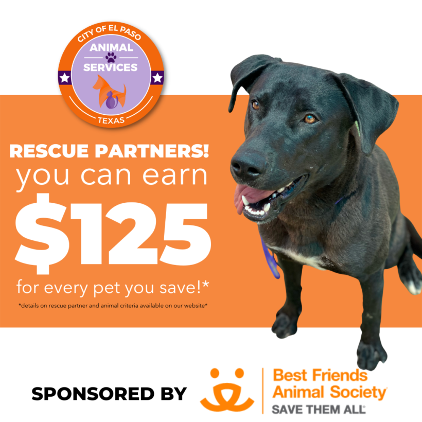 Press Release: Animal Services Offers Rescue Partners Incentive for their Efforts