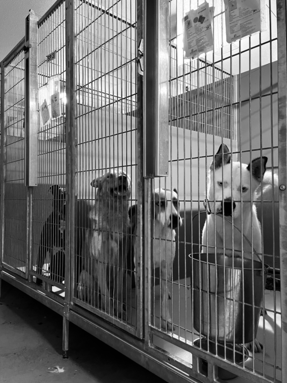 Press Release Animal Services Employee to Spend 24 Hours in Shelter Kennel El Paso Animal