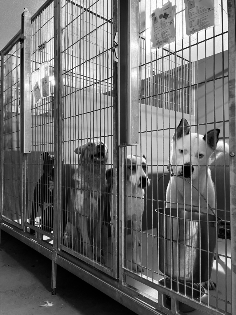 Press Release Animal Services Employee to Spend 24 Hours in Shelter