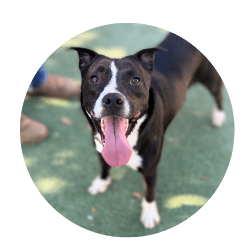 Adopt El Paso Animal Services