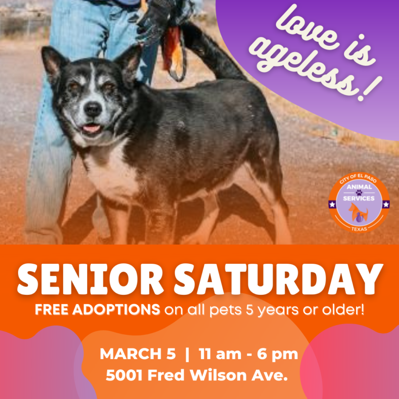 Press Release: City Animal Services Participates in National Adoption Week Events