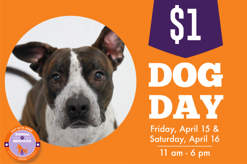 Press Release: El Paso Animal Services Hosts “Dollar Dog Days” Easter Weekend