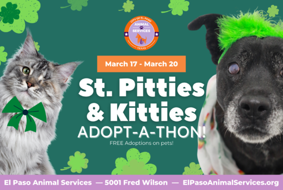 Press Release: City Animal Services Celebrates St. Patrick’s Day with FREE Adoptions