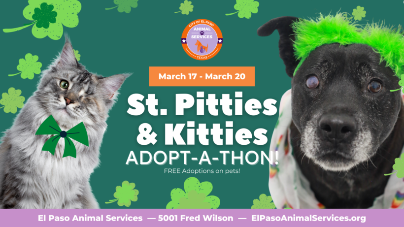 Press Release: City Animal Services Celebrates St. Patrick’s Day with FREE Adoptions
