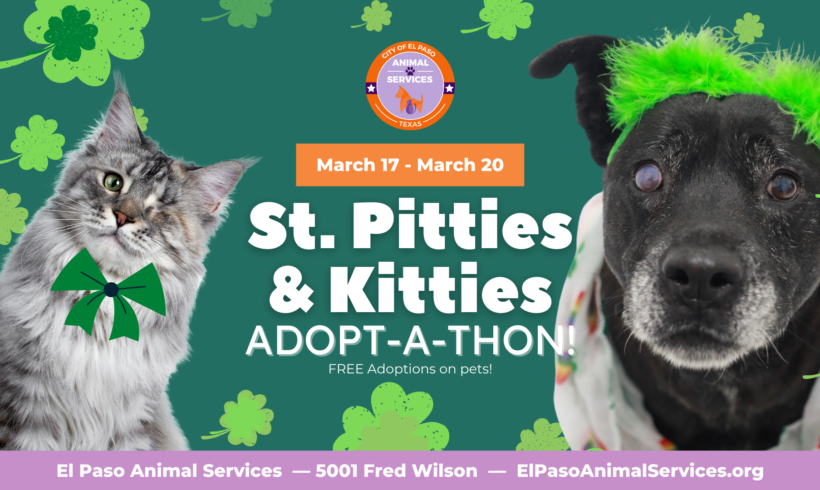Press Release: City Animal Services Celebrates St. Patrick’s Day with FREE Adoptions