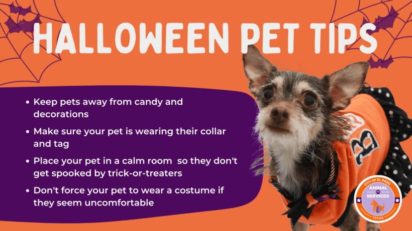Press Release: Animal Services Offers Spooky-Free Halloween Safety Tips For Pet Owners