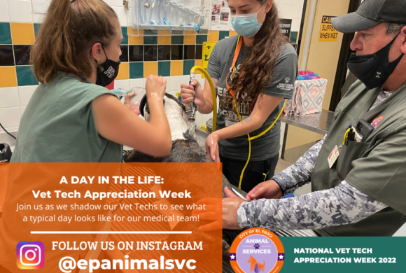 Press Release: City of El Paso Celebrates National Veterinary Technician Appreciation Week Press Release: City of El Paso Celebrates National Veterinary Technician Appreciation Week