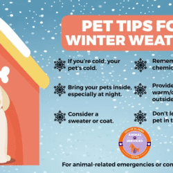 Press Release: El Paso Animal Services Urges Pet Owners to Plan for Cold Weather Safety