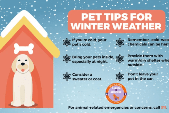 Press Release: El Paso Animal Services Urges Pet Owners to Plan for Cold Weather Safety