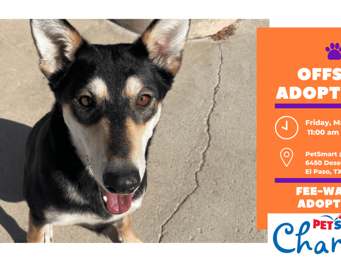 Mobile AdoptionsPetSmart El Paso Animal Services