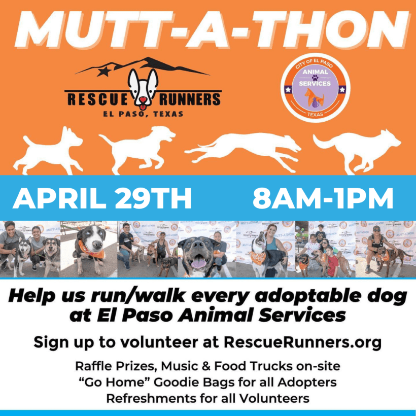 Press Release: City of El Paso Animal Services Invites Community to Mutt-A-Thon Challenge