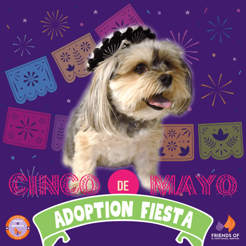 Press Release: City of El Paso Animal Services Hosts Cinco De Mayo Adoption Fiesta