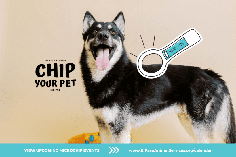 Press Release: El Paso Animal Services Highlights National Chip Your Pet Month Press Release: El Paso Animal Services Highlights National Chip Your Pet Month