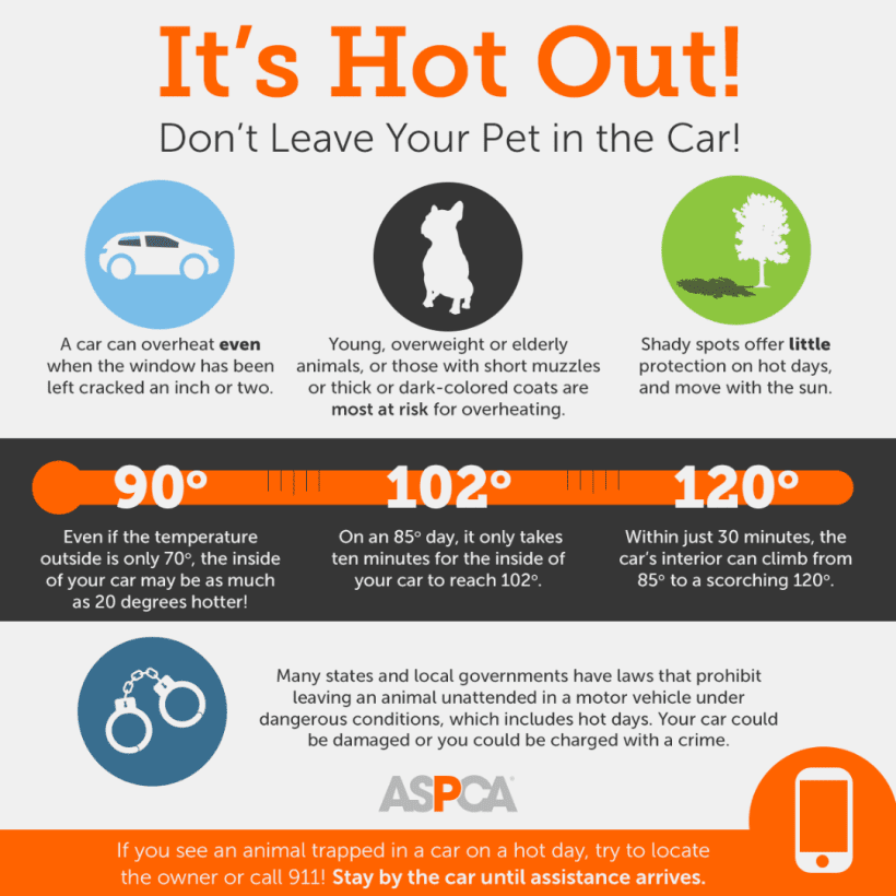 Press Release: El Paso Animal Services Reminds Public to Keep Pets Safe During Summer’s Rising Temperatures