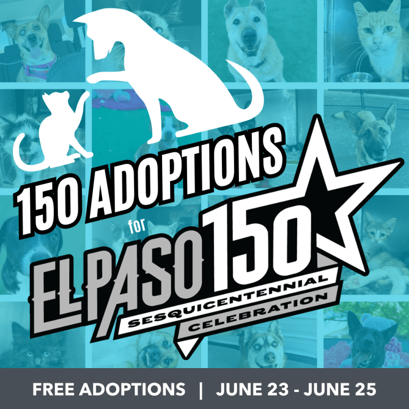 Press Release: Animal Services Invites Community to Adopt 150 Pets in Celebration of the City’s Sesquicentennial Anniversary