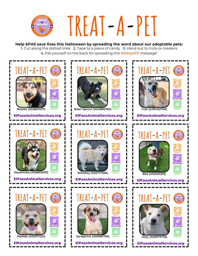 Help Save Lives This Halloween with Treat-a-Pet!