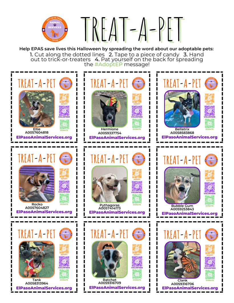 Help Save Lives This Halloween with Treat-a-Pet! Help Save Lives This Halloween with Treat-a-Pet!