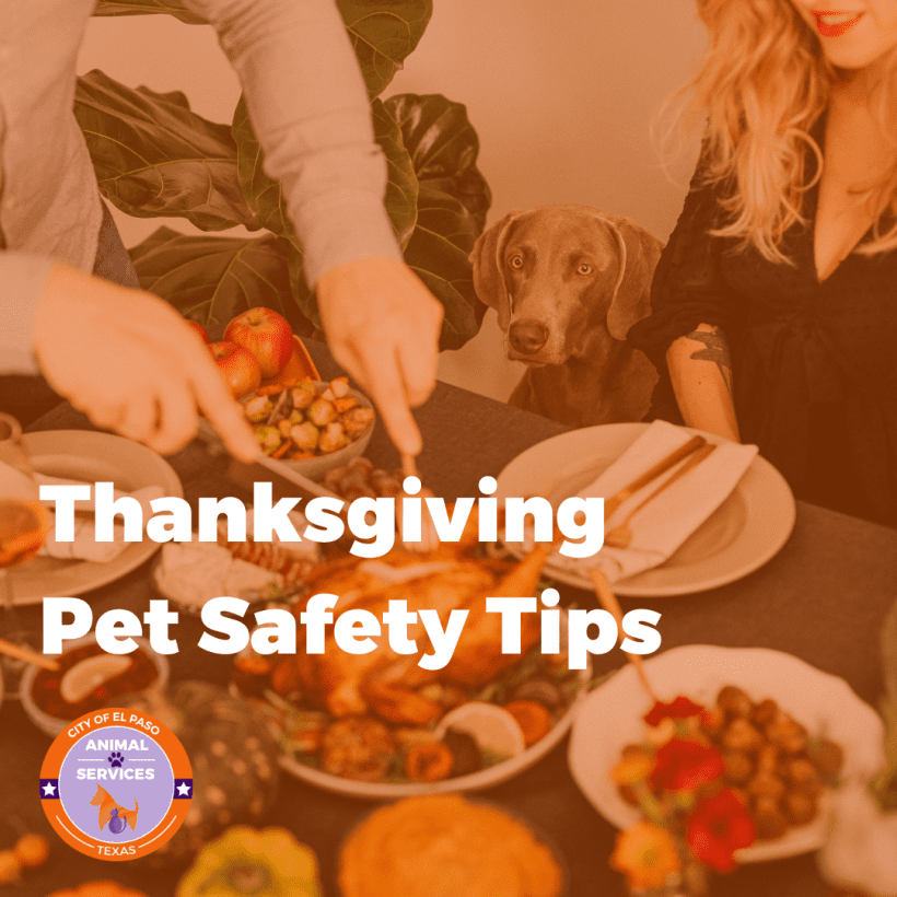 El Paso Animal Services’ Guide to a Pet-Friendly Thanksgiving Holiday!