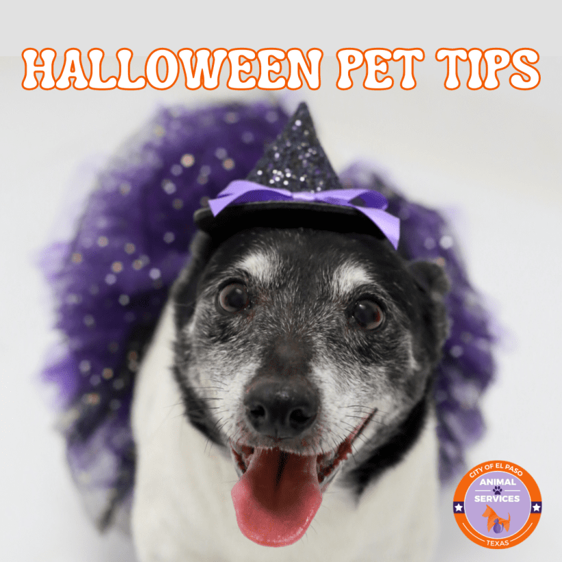 Press Release: El Paso Animal Services Highlights Pet Safety Tips this Halloween Season