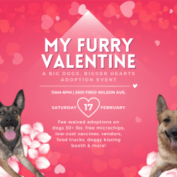 Press Release: Find Love at El Paso Animal Services’ My Furry Valentine Adoption Event