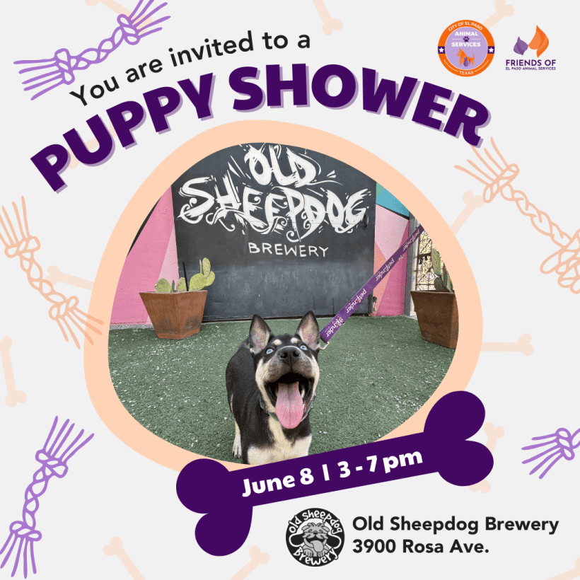 Press Release: El Paso Animal Services Hosts Fun-Filled “Puppy Shower” Event
