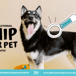 Press Release: El Paso Animal Services Promotes National Chip Your Pet Month