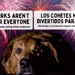 Press Release: El Paso Animal Services Urges Pet Safety Amidst Fourth of July Festivities