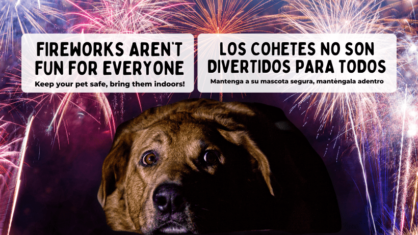 Press Release: El Paso Animal Services Urges Pet Safety Amidst Fourth of July Festivities